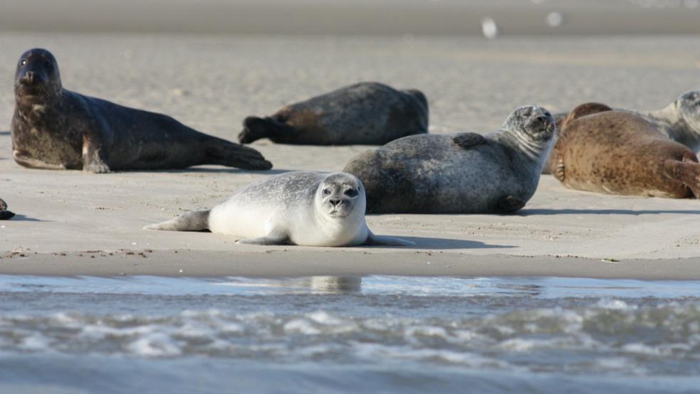 Im Wattenmeer ist der Bestand an Seehunden auf einem soliden Niveau. © Pixabay