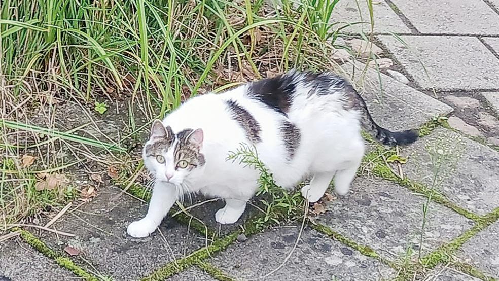 Katze »Mausi« sucht ein neues Zuhause.  © Foto: Tierschutz