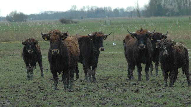 19 Heckrinder aus Coldam sind verkauft
