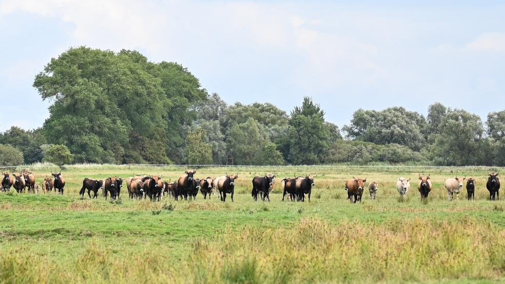 In Thedingaer Vorwerk bei Nüttermoor, unser Foto, und in Coldam bei Bingum weiden jeweils Heckrinder.  © Foto: dpa