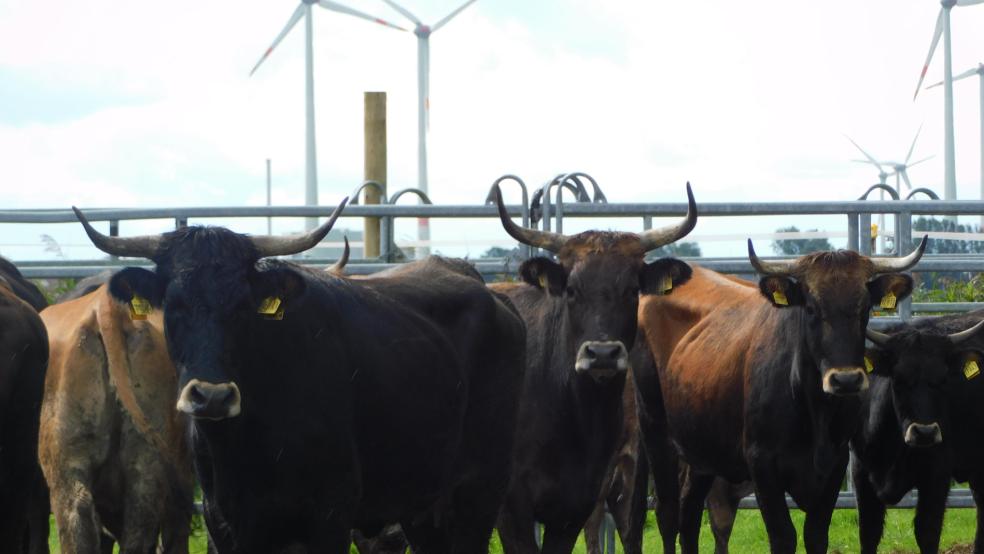 Viehtreiber mit Pferden haben jetzt auf den Weideflächen des NABU in Coldam die Heckrinder zusammengetrieben, das laut NABU "ruhig und stressfrei, damit also besonders schonend und tierwohlkonform". © NABU/Anna Schulte-Eickholt