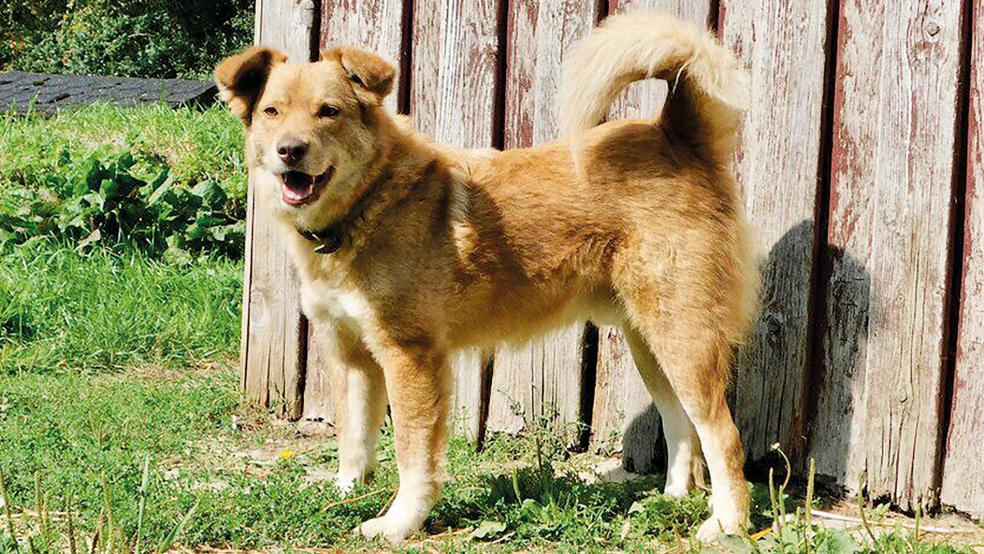 »Prinz« würde gerne aus dem Tierheim in Stapelmoor ausziehen und sucht ein neues Zuhause.  © Foto: Tierschutz