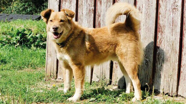 »Prinz« ist kein Draufgänger