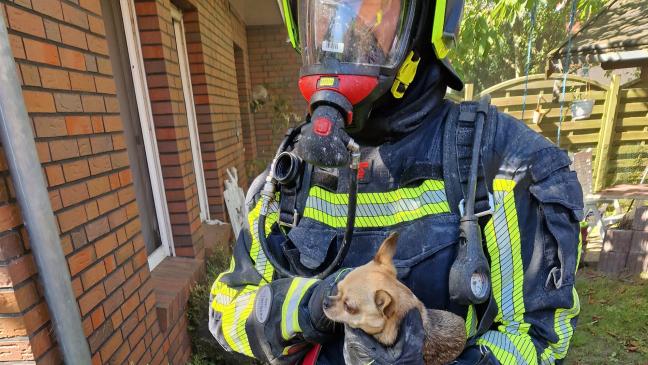 Hund aus Brandhaus gerettet