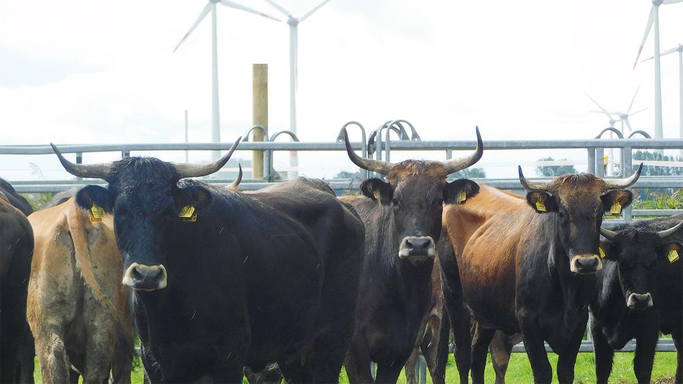 In Thedingaer Vorwerk weiden aktuell noch 50 Heckrinder. Bis 31. Oktober soll die Herde aufgelöst werden. HIer Heckrinder in Coldam. ©  Foto: NABU