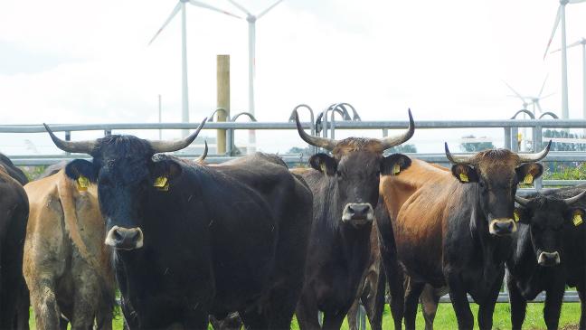 NABU hat vier Wochen mehr Zeit