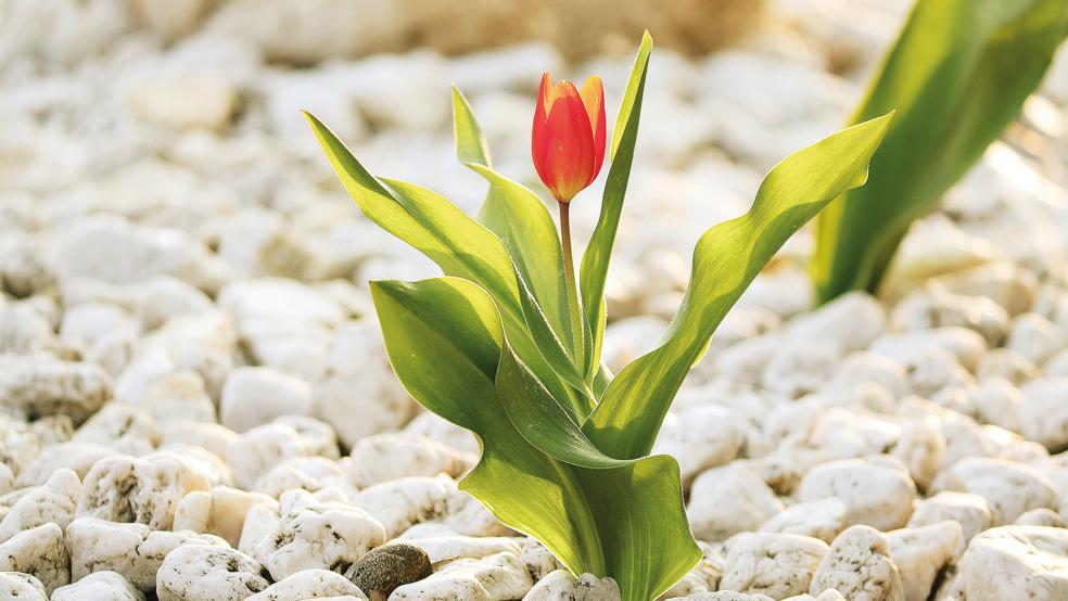 Schottergärten-Besitzern »blüht« höchstens eine Benachrichtigung vom Landkreis Leer - mit der Bitte um Beseitigung.  © Foto: pixabay