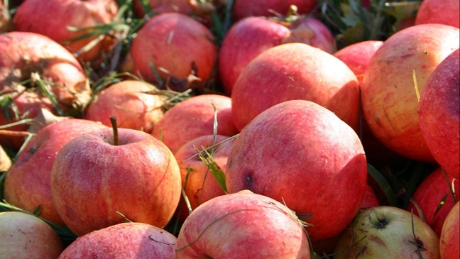 Ein Zentner Äpfel und Birnen in Ditzum gestohlen