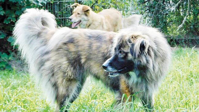 Sie versteht sich mit allen Lebewesen