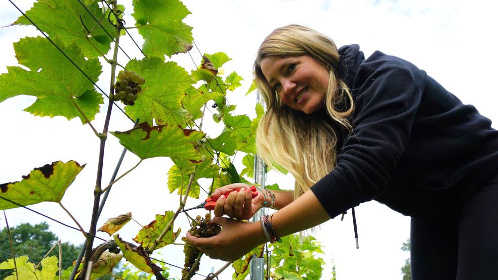 Winzerin Angelina Schmücker zeigt, wie die Trauben geerntet werden müssen.  © Foto: Hagewiesche