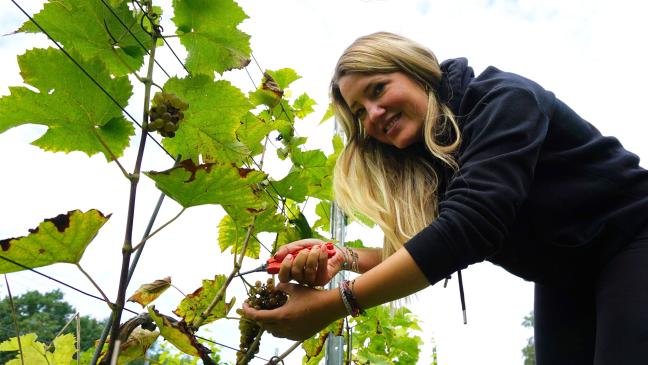 Erste Weinlese Ostfrieslands seit über 150 Jahren