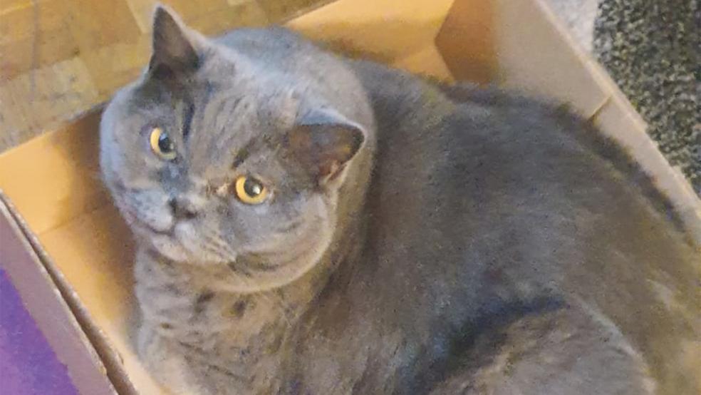 Er ist ausgeglichen: Der Britisch Kurzhaar-Kater »Apollo« sucht ein neues Zuhause.  © Foto: privat
