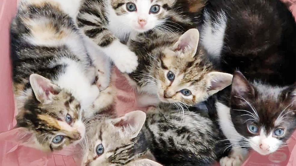 Diese »Rasselbande« will gerne aus dem Tierheim ausziehen. Der Tierschutz möchte gerne junge Katzen vermitteln.  © Foto: privat