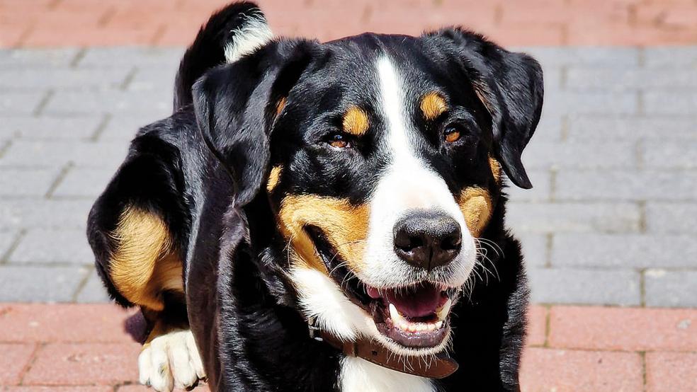 »Duke« wünscht sich eine Familie Rheiderland Zeitung