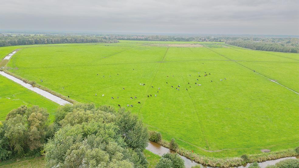 Die Meentelande werden von der Stadt Weener als Kompensationspool genutzt.  © Foto: Bruins