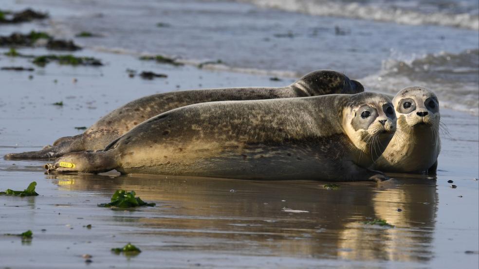 Auf der Insel Borkum gibt es Ruhezonen für Seehunde, die nicht betreten werden dürfen. Am Sonntag gab es zwei Verstöße gegen dieses Betretungsverbot. © Symbolfoto: dpa