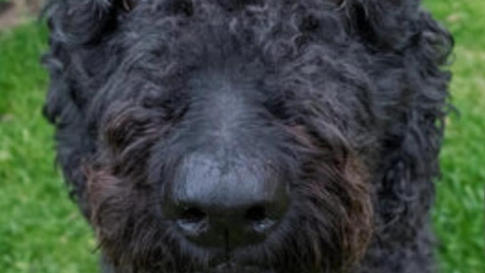 So sieht der schwarze Hund, ein Labradoodle, etwa aus, der derzeit im Stadtgebiet von Weener unterwegs ist. Der Tierschutz Rheiderland möchte den Hund, der ausgesetzt wurde, gerne einfangen und bittet um Hinweise. © Symbolfoto: Tierschutz
