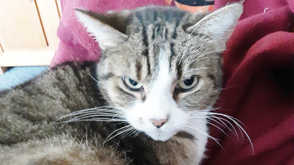 »Suki« lebt derzeit auf einer Pflegestelle.  © Foto: Tierschutz