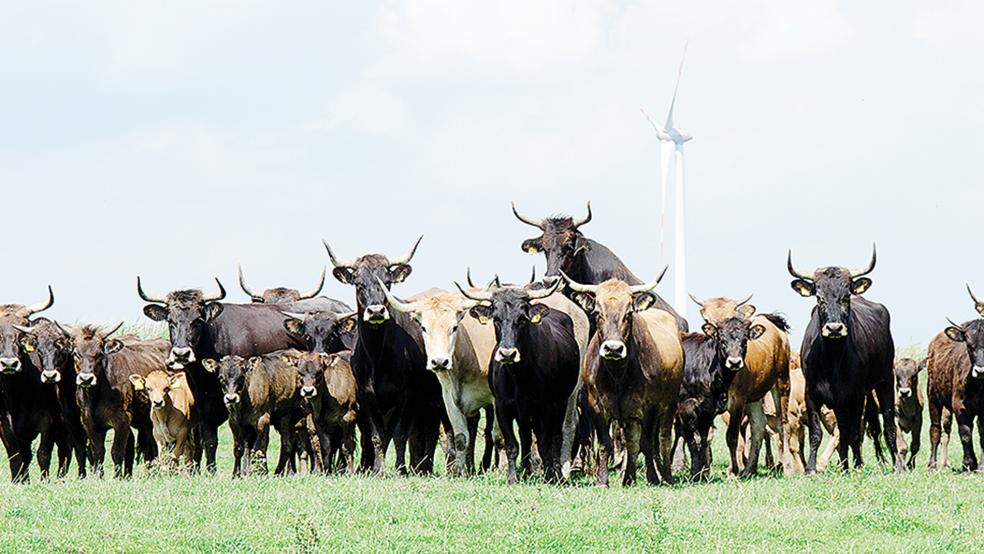 Die Heckrinder-Herde in Coldam, zuletzt weideten hier 43 Tiere, hat der NABU inzwischen aufgelöst.  © Archivfoto: Hanken