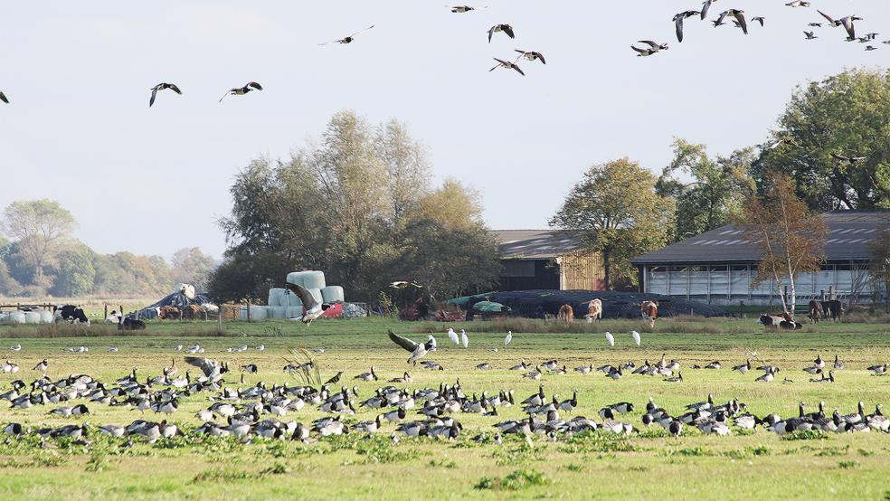 Bläss- und Weißwangengänse und Silberreiher im Bunderhammrich.  © Foto: Ratering/NABU Rheiderland