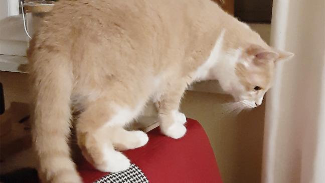 »Caro« sucht ihre Menschen