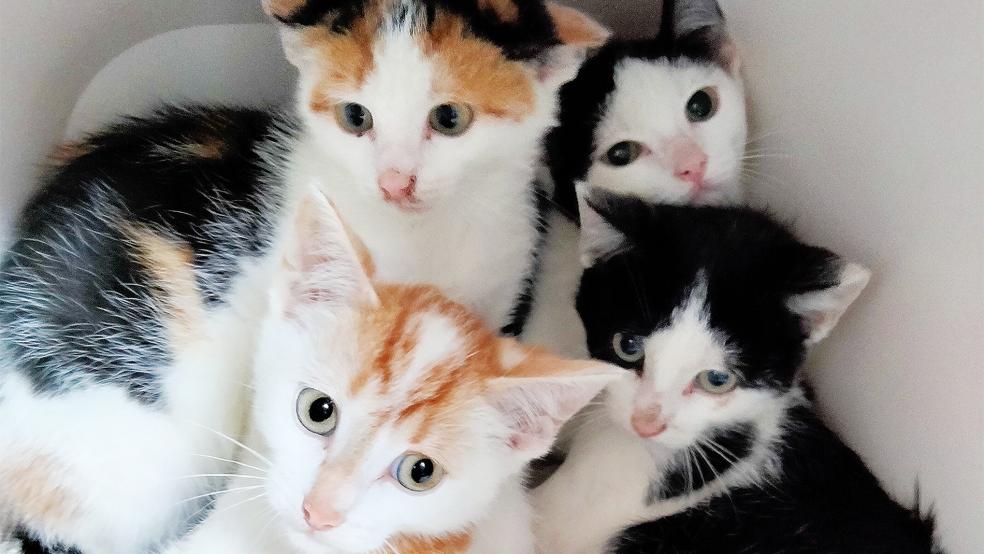 Gerade die Betreuung von Katzen, hier vier Jungtiere, ist im Tierheim in Stapelmoor aufwendig und teuer.  © Foto: Tierschutz