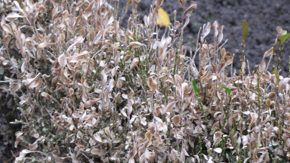 Abgestorbene Blätter einer ehemals gesunden Buchsbaumhecke. © Detlef Kolthoff