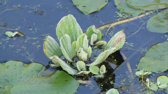 Der Wassersalat