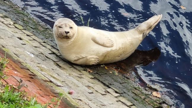Seehund fühlt sich im Hafen 