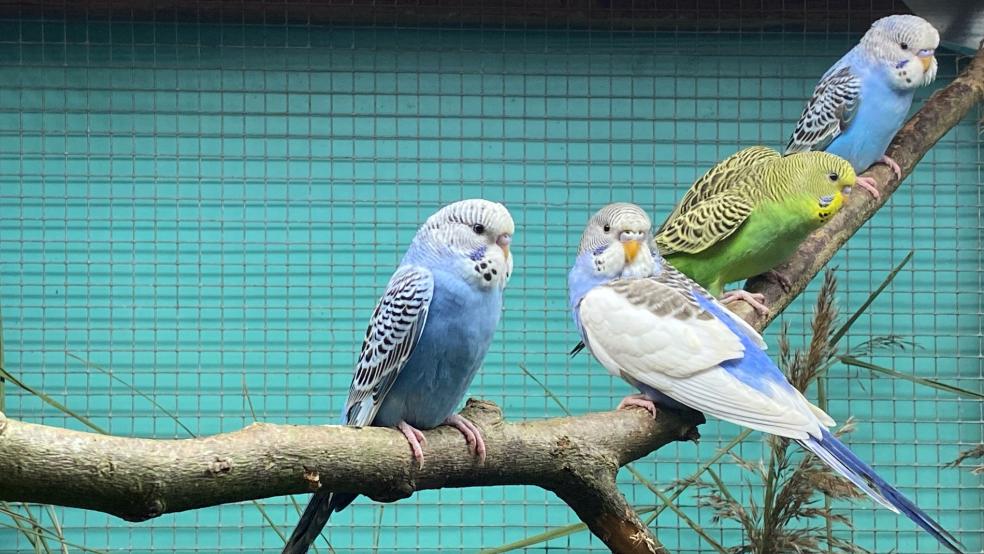 350 Kleintiere werden bei der diesjährigen Vogelschau zu sehen sein.  © Kuper