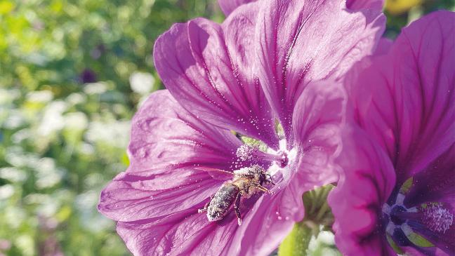 Blühwiesen werden besonders gefördert