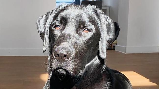 Labrador »Merlin« muss man fordern