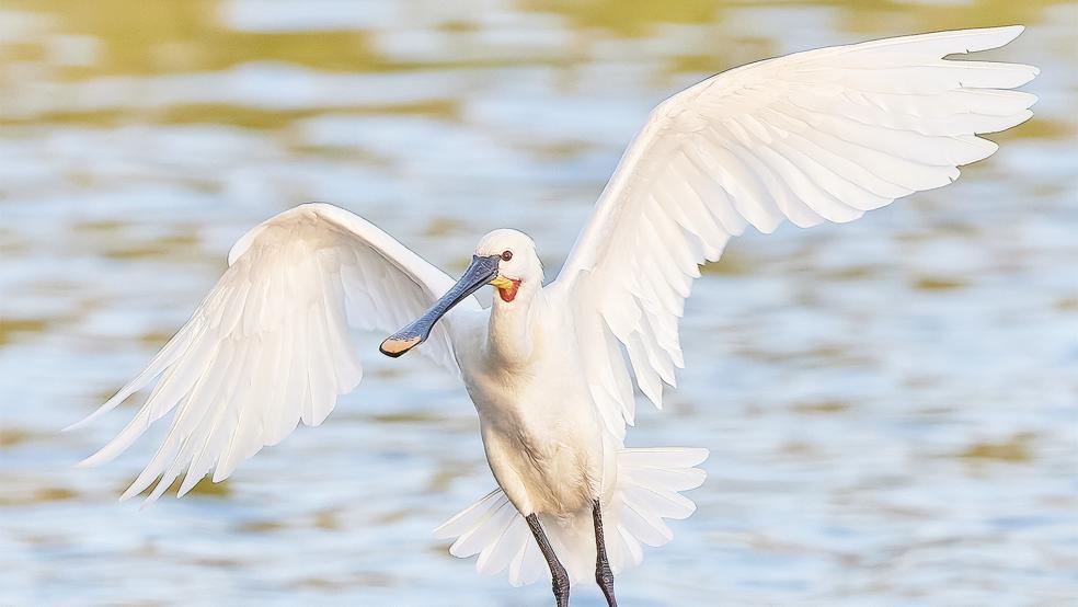 Bei den Zugvogeltagen lag der Blick auf besonderen Vogelarten wie den Löfflern.  © Foto: Onnebrink