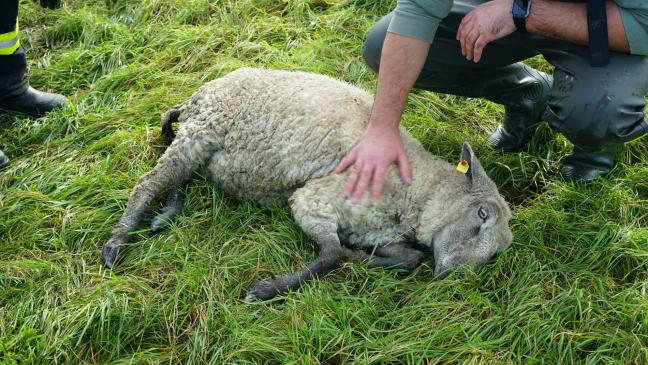 Feuerwehr rettet Schaf vor dem Ertrinken