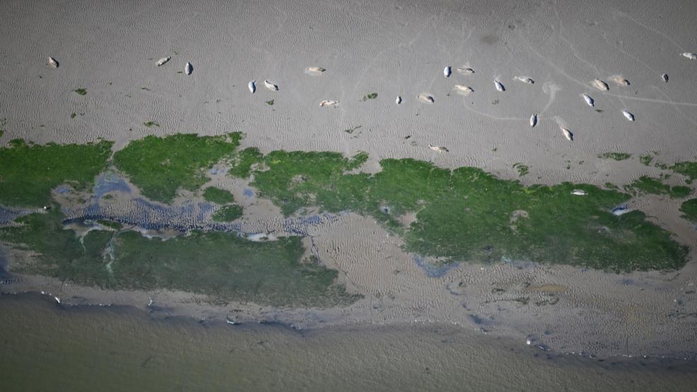 Seehunde im Wattenmeer. Die aktuellen Zählergebnisse zeigen: Die Meeressäuger sind weiter auf dem Rückzug. © Ole Stejskal/LAVES 
