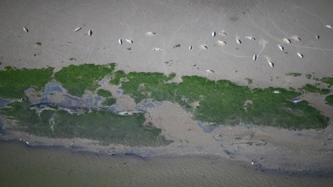 Zahl der Seehunde sinkt weiter