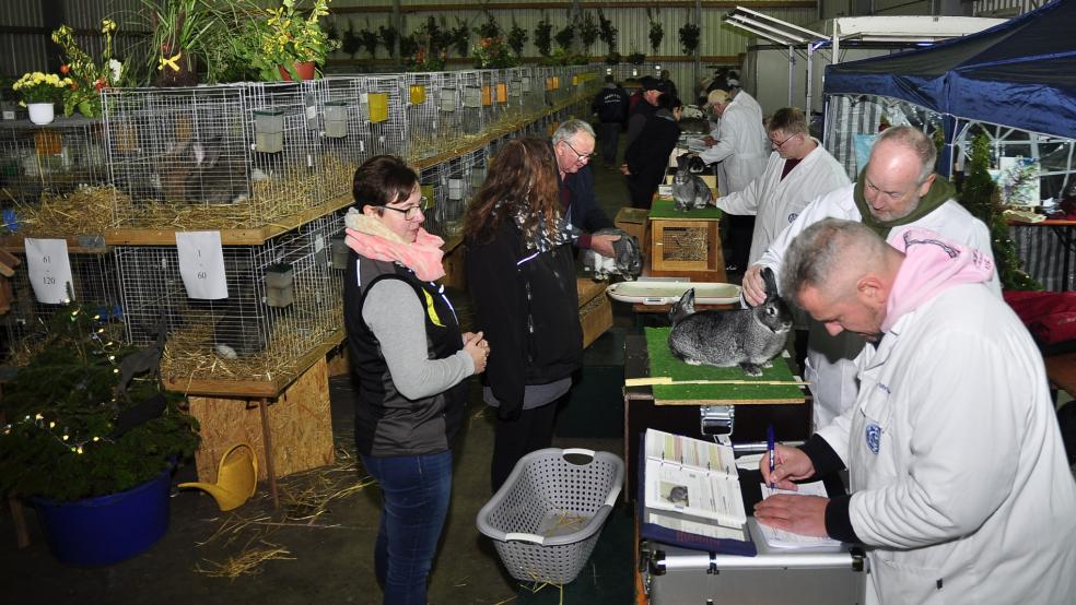 In der Kleintierhalle in Weener stehen am Wochenende "Langohren" im Mittelpunkt. © Wolters (Archiv)