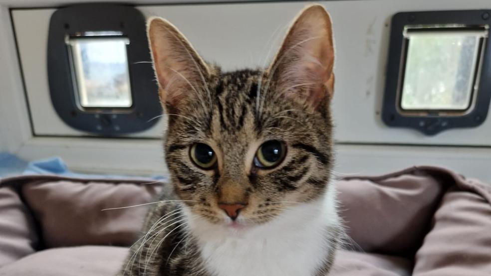 Katzen wie diese warten im Tierheim in Stapelmoor auf ein neues Zuhause. © Tierschutz Rheiderland
