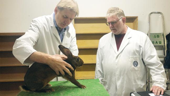 371 Kaninchen werden in Kleintierhalle präsentiert