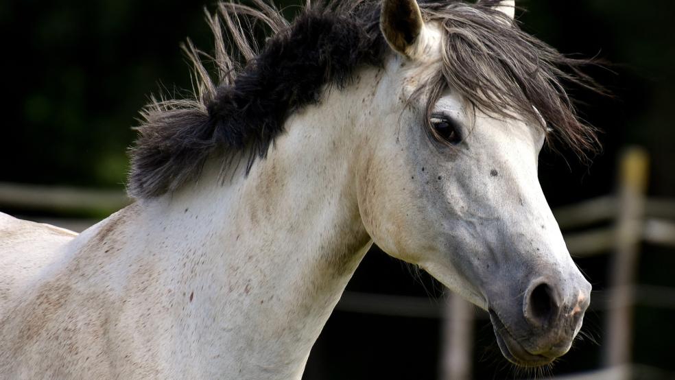 Ein Pony lief heute Morgen in Aurich über eine Straße und verursachte einen Unfall. © Symbolfoto: pixabay