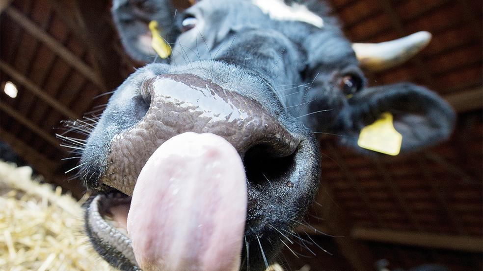 Inzwischen wurde der Tierbestand reduziert.  © Symbolfoto: dpa