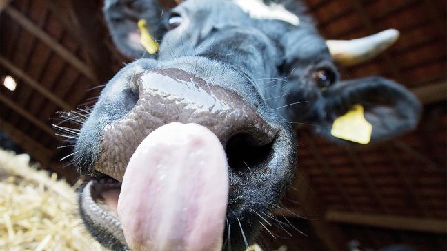 Landwirte lassen Kälber verhungern