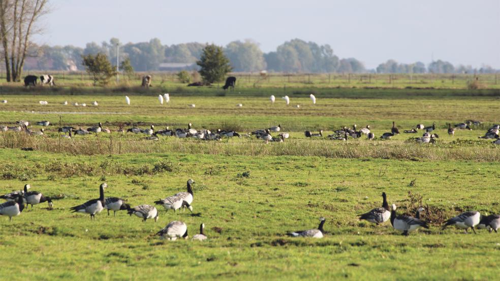 Ein Naturschauspiel: Weißwangengänse und Siberreiher im Hammrich.  © Foto: Ratering