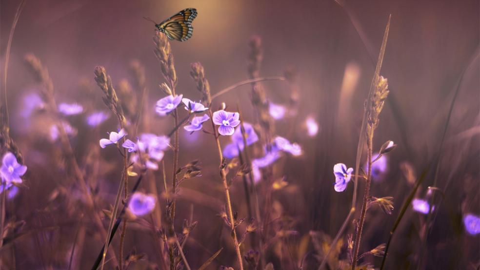 Die Gemeinde Jemgum möchte mehr Rücksicht auf Insekten nehmen und in Zukunft nach Möglichkeit auf den Einsatz von Pestiziden verzichten.  © Symbolfoto: pixabay