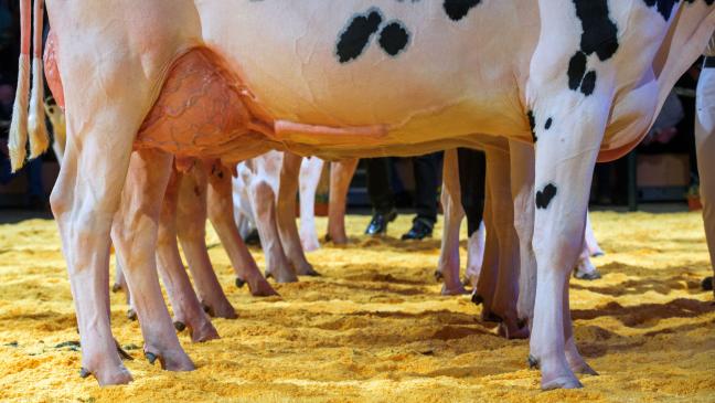 Vieh-Auktion: Bieter trotzen der Seuche