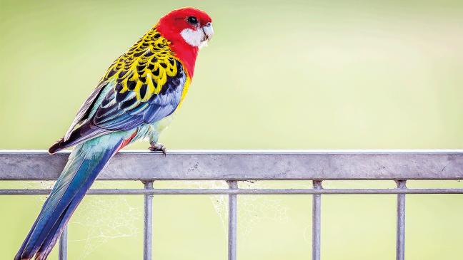 Bunter Gast sucht ein Zuhause