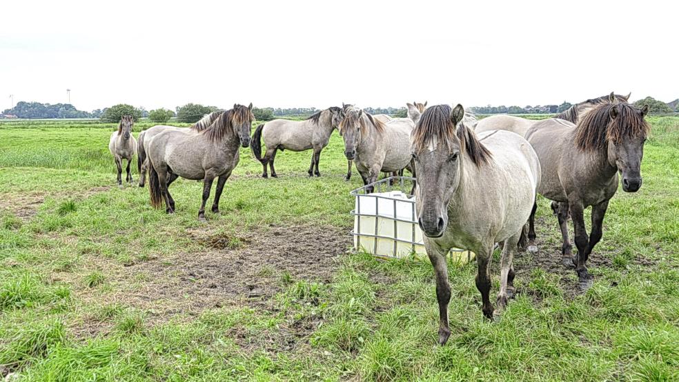 15 Konik-Pferde weiden derzeit noch in Coldam. Alle Tiere sollen bis Ende November verkauft werden. © Wolters