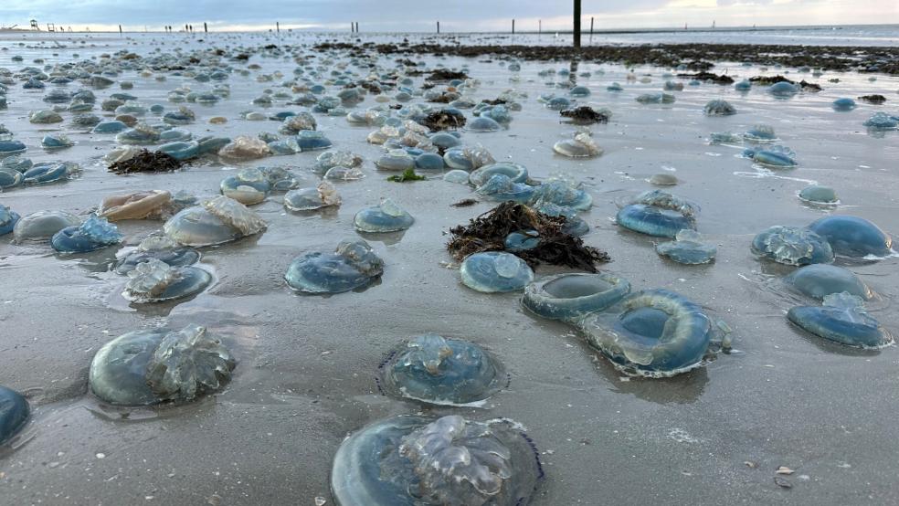 Hunderte blaue, tote Wurzelmundquallen liegen am Weststrand der ostfriesischen Insel Norderney. Meeresbiologen gehen davon aus, dass die Strömung die Lebewesen an den Strand gespült haben.  © Bartels (dpa)