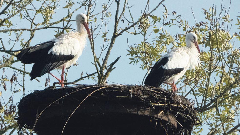 In Hilkenborg genoss am Sonntag dieses Storchenpaar auf einem Nest die seltene November-Sonne.  © Foto: Hanken