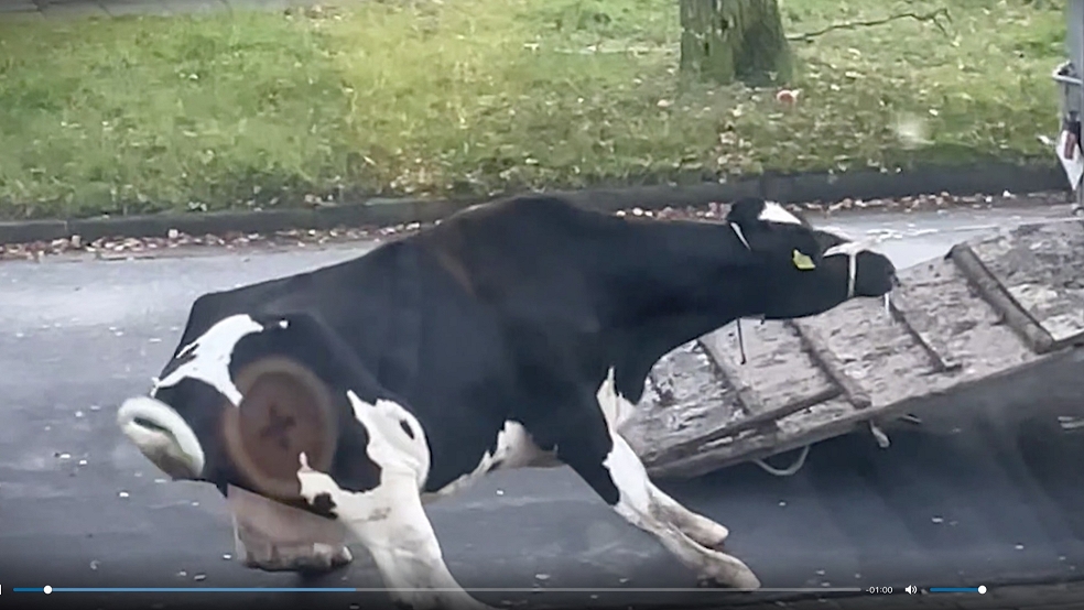Das Video zeigt, wie die Kuh an einen Transporter gebunden durch die Straßen in Leer gezogen wird. © Screenshot PETA